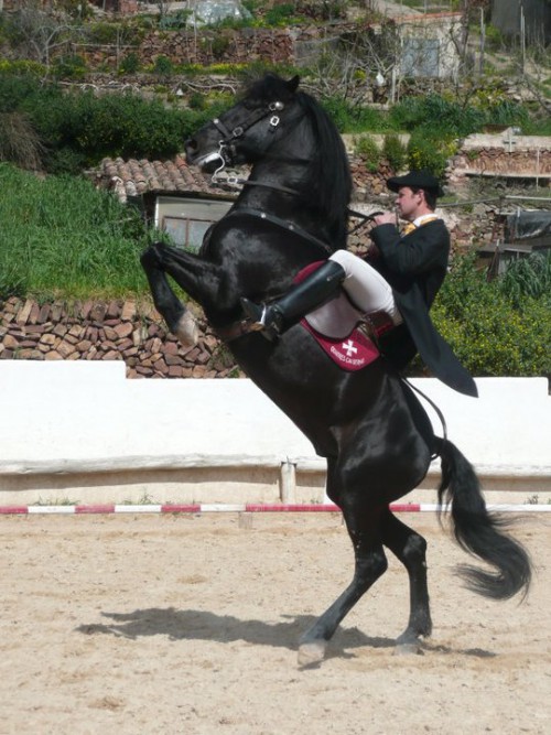 Menorquin (P.R.Me.) Spanish Horse Boutique