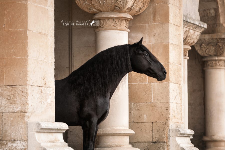 Menorquin (P.R.Me.) Spanish Horse Boutique